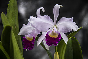 La Orquídea, la flor nacional